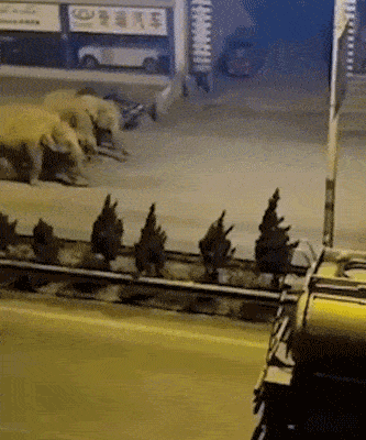 象往的生活!云南十五头大象逛吃逛吃一路向北