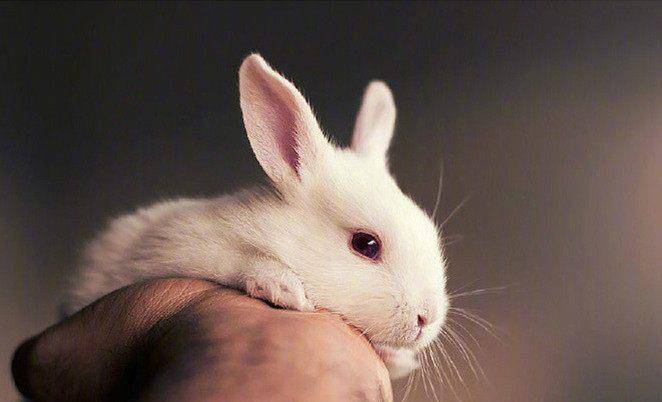 可爱的小兔子专辑3:喜欢兔兔的萌妹子在哪里?