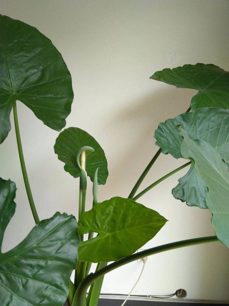 原创原来滴水观音就是海芋,夏季养护要走心,不然叶子越长越小!