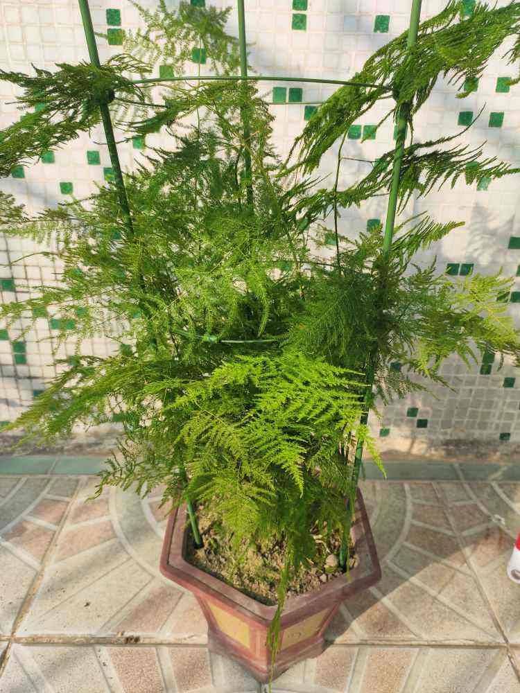 原创文竹长得稀稀拉拉,好好剪一剪,枝条嗖嗖爬上墙