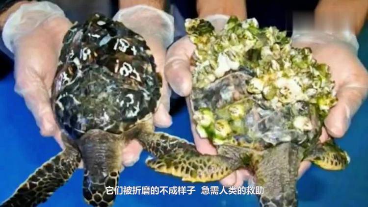 藤壶有多可怕?使寄生者痛不欲生,却被人当美味,密集症者慎入