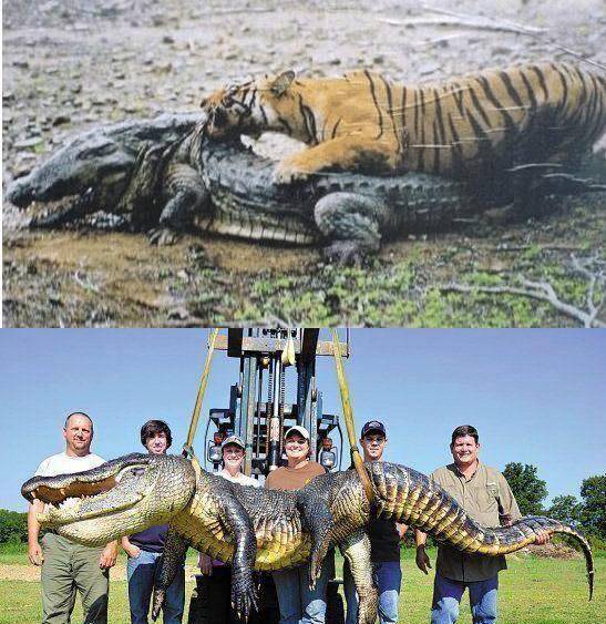 那当然是老虎了,要知道,食肉动物里只有老虎杀死大型鳄鱼,杀的鳄鱼有4