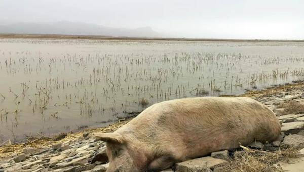 原创黄河大堤内多处现死猪,现场触目惊心,猪肉价格大幅跳水