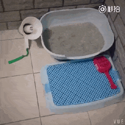 毕竟每天都被猫屎熏醒不是个办法,于是主人就想出了一个法子,天天