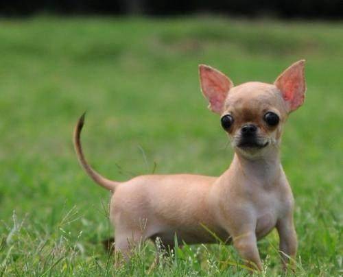 世界名犬——吉娃娃