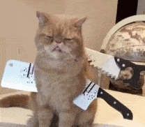 主人把刀架在胖猫咪脖子上,猫咪都要哭了,还有这种操作?