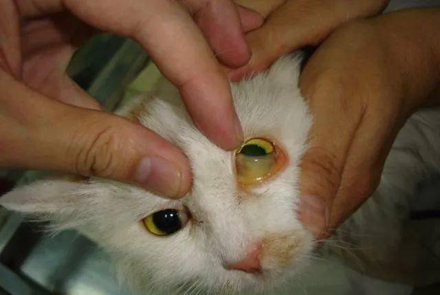 当猫咪肝脏严重受损时: 会出现黄疸,耳朵内侧皮肤和眼睛,口腔黏膜会
