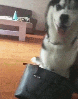 原创主人趁哈士奇睡着,躲在角落偷吃零食,谁知立马被发现