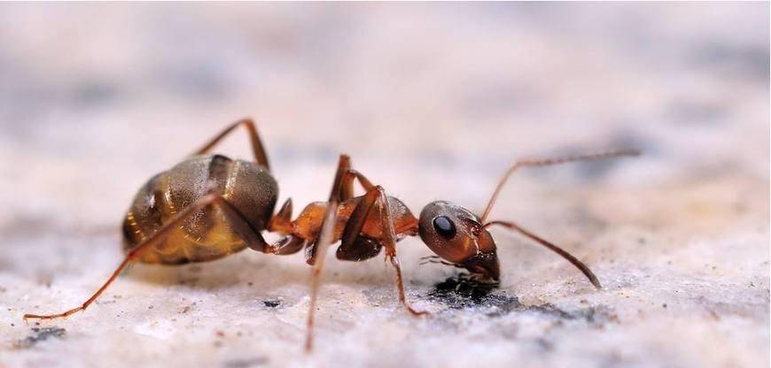 世界上已知有11700多种,有21亚科283属,中国境内已确定的蚂蚁种类有