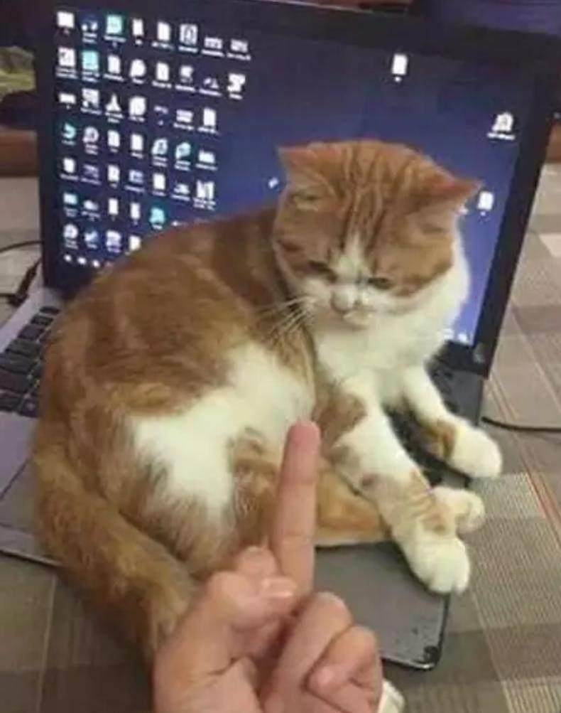 向霸占电脑的猫咪竖中指,猫咪反应笑喷