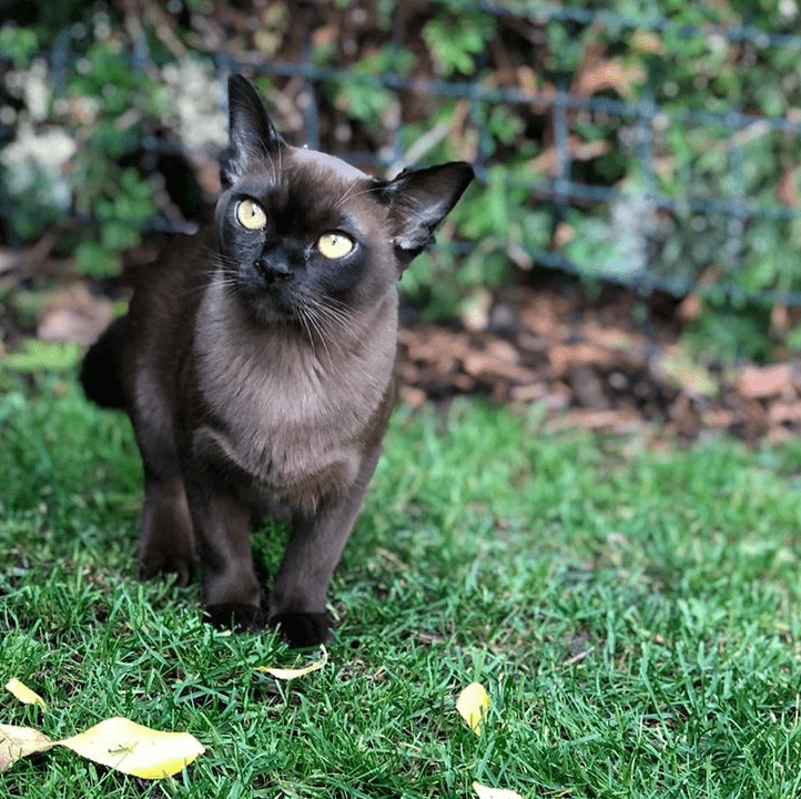 "我以为黑猫搞大了暹罗的肚子,但其实…太尴尬了啊!