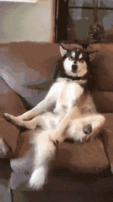 网友们举办的狗狗比丑大赛,哈士奇有点辣眼睛