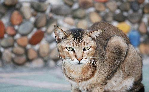 每日一读:猫咪品种——阿比西尼亚猫_古埃及