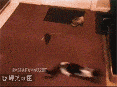 怂货猫咪怕老鼠,真是丢了猫脸!