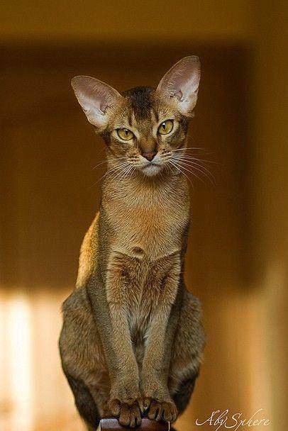 每日一读:猫咪品种——阿比西尼亚猫_古埃及