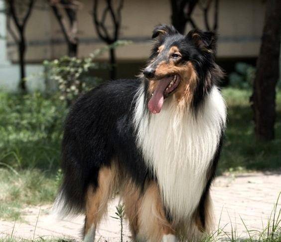 聪明高贵的宠物伴侣犬苏牧-大型柯利犬