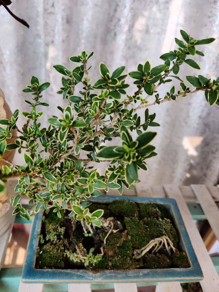 金边六月雪金边六月雪是六月雪的一种园艺品种,经常被用来作为盆景