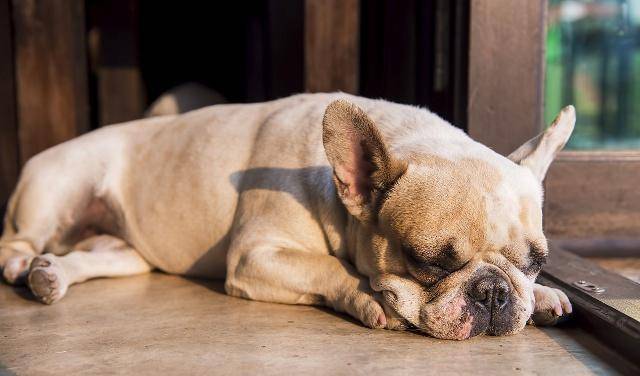 法国斗牛犬,全身肌肉发达机构紧凑,被毛非常的平滑