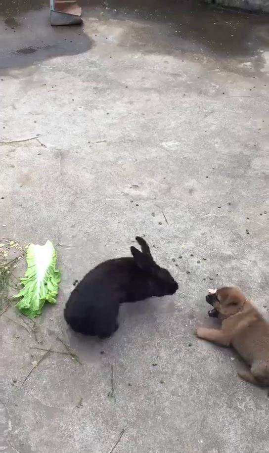 你们见过这样"凶猛"的兔子吗,竟然追着狗狗跑