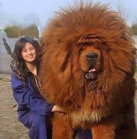 世界上体型超大的狗狗,第一张我就被惊讶到了