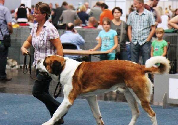 圣伯纳犬,又名圣伯纳德犬,原产瑞士,被称为瑞士的国宝