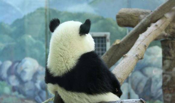 熊猫背影 来自搜狐网
