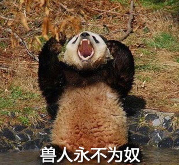 一些熊猫宝宝的看图说话小段子,笑翻了!