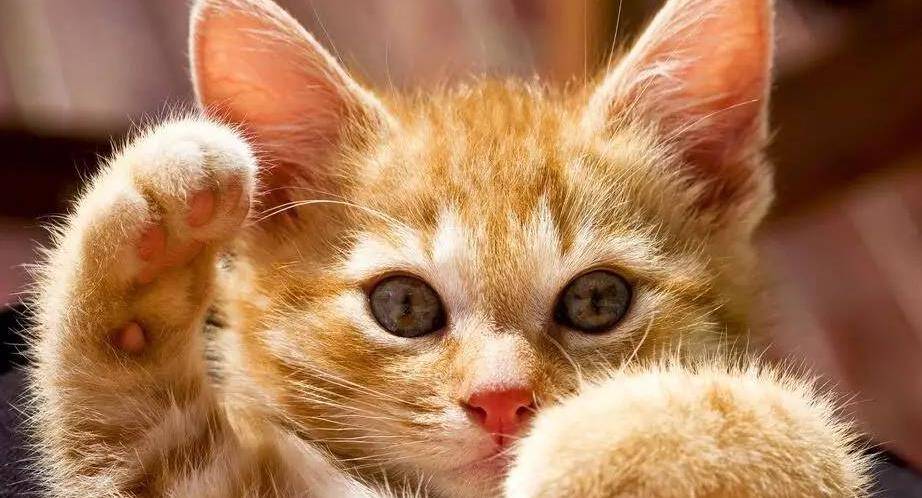 宠物猫慵懒的样子,身上的毛油光发亮可爱极了