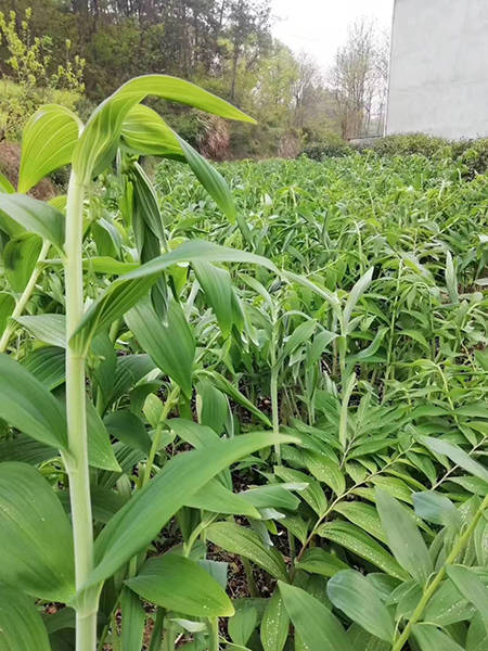 云南耘禾农业黄精种植为千亿中草药市场贡献自己的一己之力_中药材