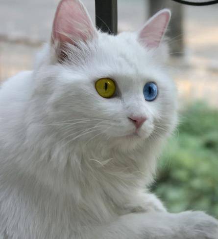 山东狮子猫,被人们称为"鸳鸯眼狮猫",是典型的寓所猫