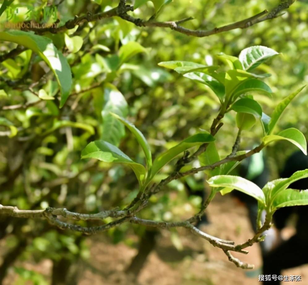 耐泡的就一定是普洱古树茶?