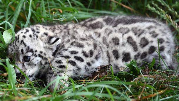 最后呢,雪豹幼崽静卧于草丛之中,舒适而又安详.你喜欢这样可爱的它吗?