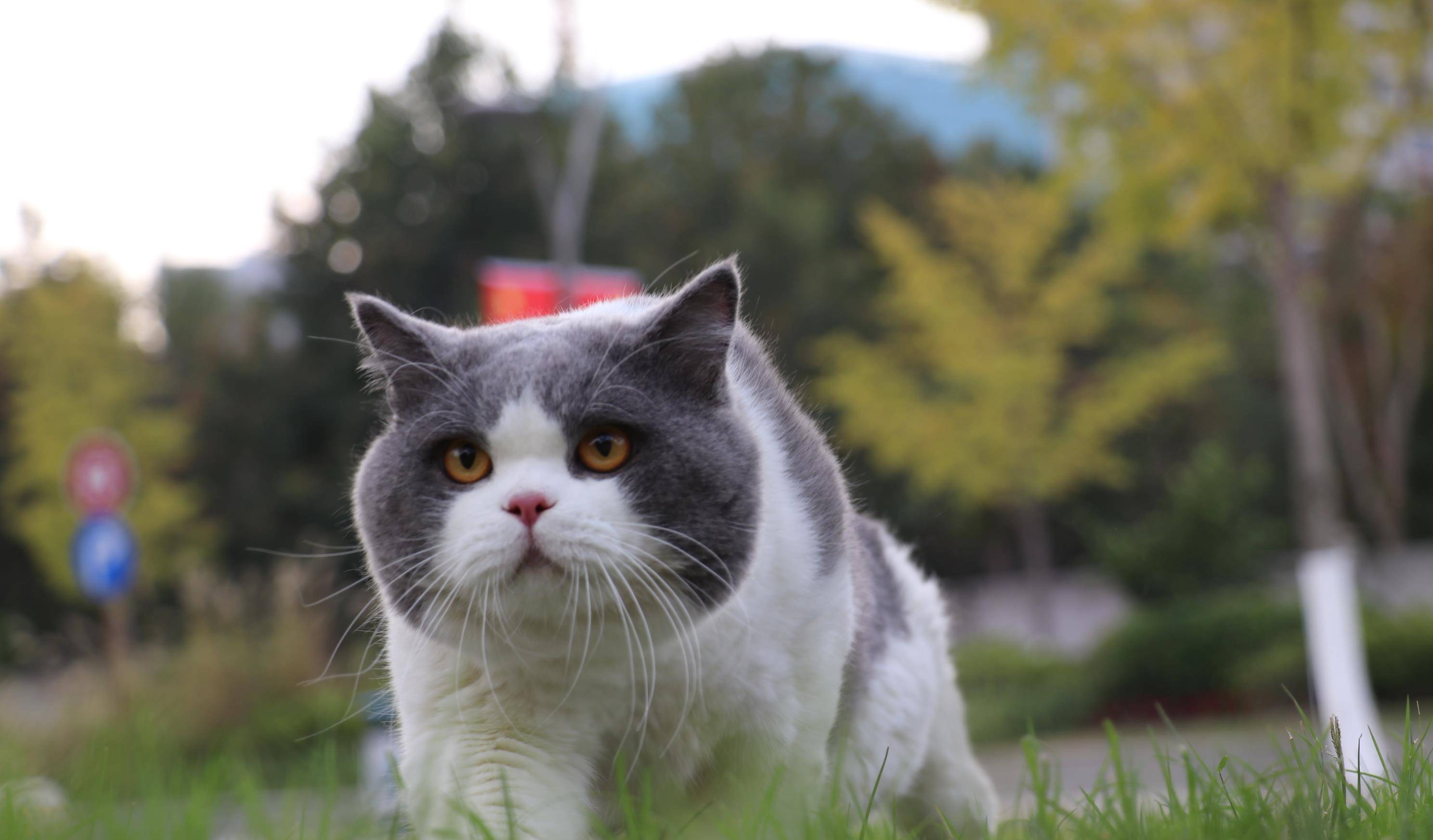 沐米宠物英短蓝白蓝猫高清照片