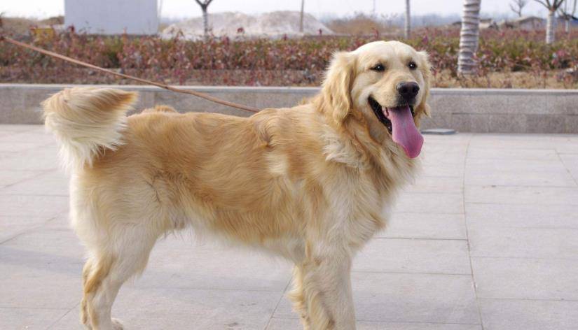 很适合中国小孩养的狗狗,是否有你家的品种呢?_金毛犬
