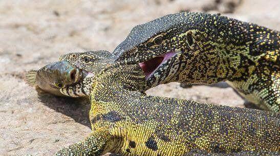 非洲最大的蜥蜴,脾气非常暴躁,有人当宠物来养