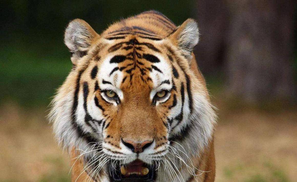 奇闻为了生存印度老虎与人类的博弈百兽之王也有难言之隐