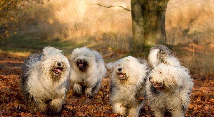 耳朵小,两耳水平分布在头两侧的英国古代牧羊犬,体型庞大