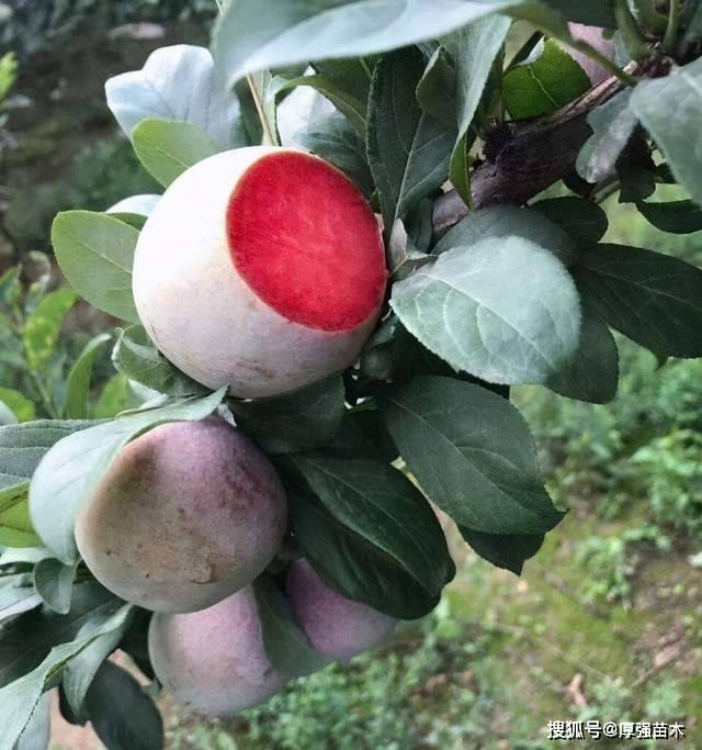 恐龙蛋李树的种植条件,贵州恐龙蛋苗批发,哪里有恐龙蛋李子苗?