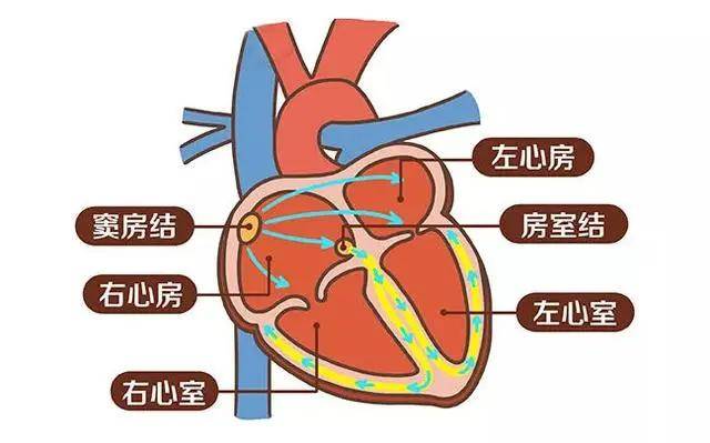 心脏是由两个心房,两个心室构成的"四房式"结构,心房,心室之间有房室