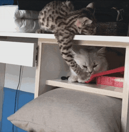 小豹猫天天调戏波斯猫结果这次阴沟里翻船颜面尽失