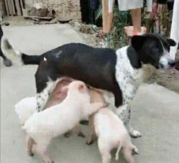 小猪崽跟着狗狗要奶喝,母爱泛滥的母狗真的把小猪当孩子了