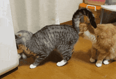 猫:啊,那里不可以舔!你走开! 这……这未免也太上头了吧?