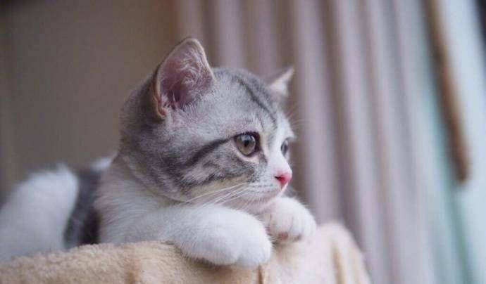 一只呆萌可爱的小奶猫,网友:要是没人要,我就带走了啊