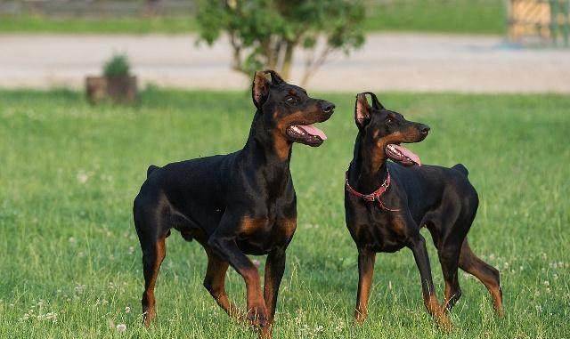 比较少人养的种宠物犬
