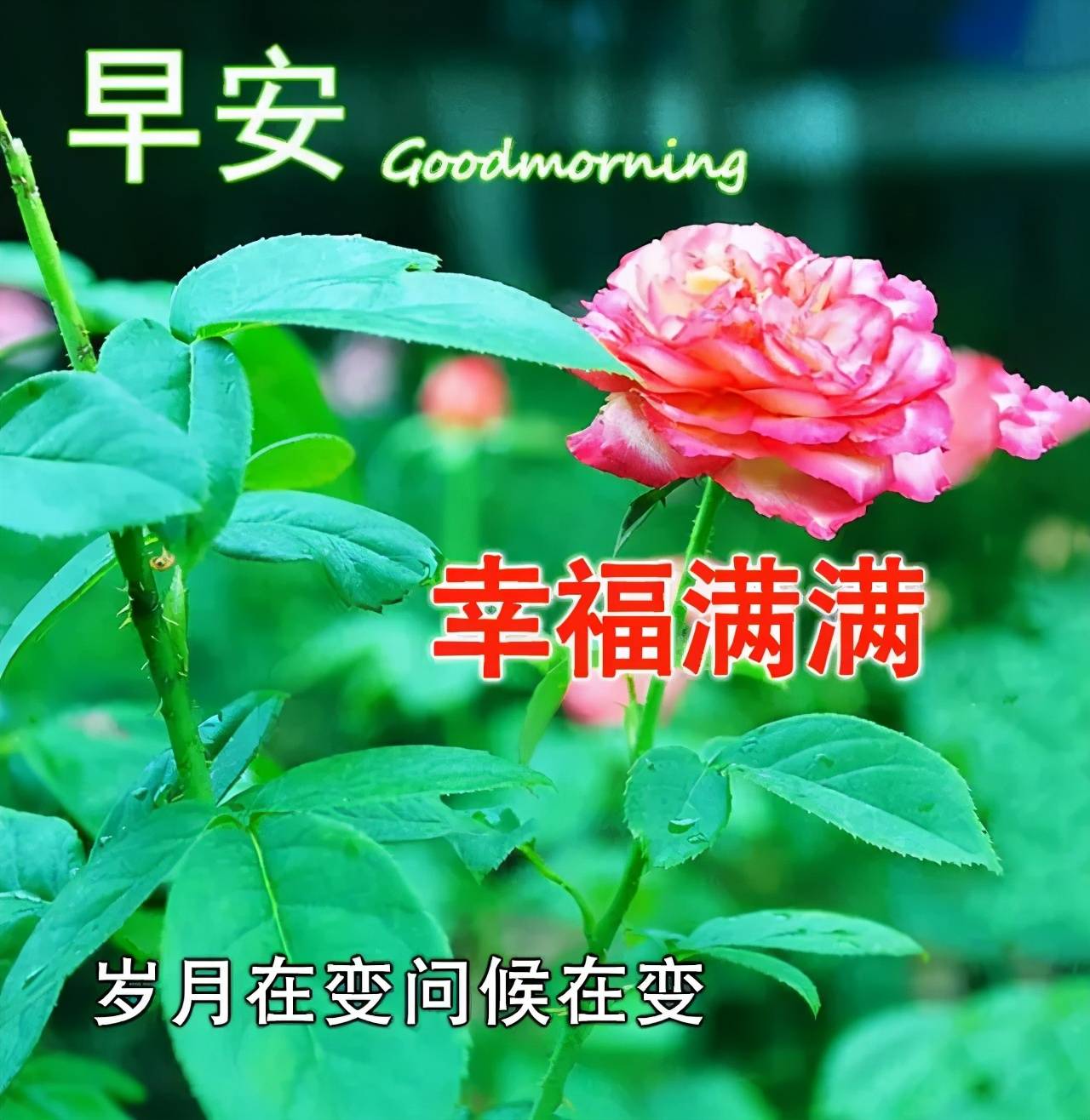 原创早上好图片问候语表情包早晨问候语早上好表情动态
