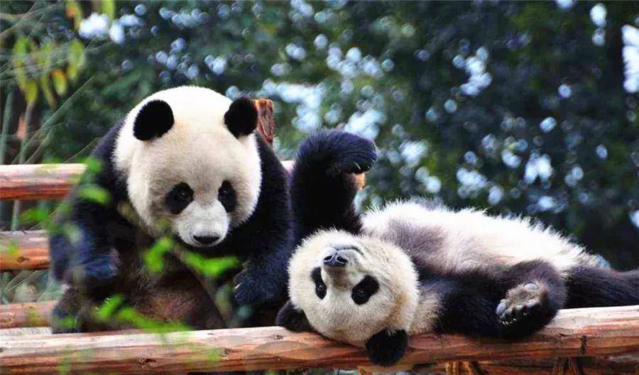 河南仅有两家动物园有国宝大熊猫,令人没想到的是:郑州榜上无名