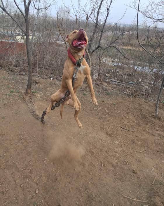 斗犬专题之"竞技场之王"——比特犬