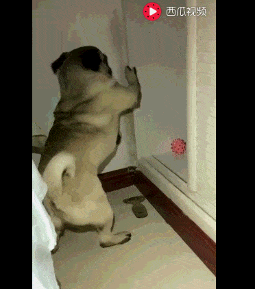 这只八哥犬不仅拆家,还把主人的貂给咬了!被训的一脸委屈!