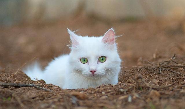 蓝眼白猫很少见,比布偶猫"美",却不要随便养!