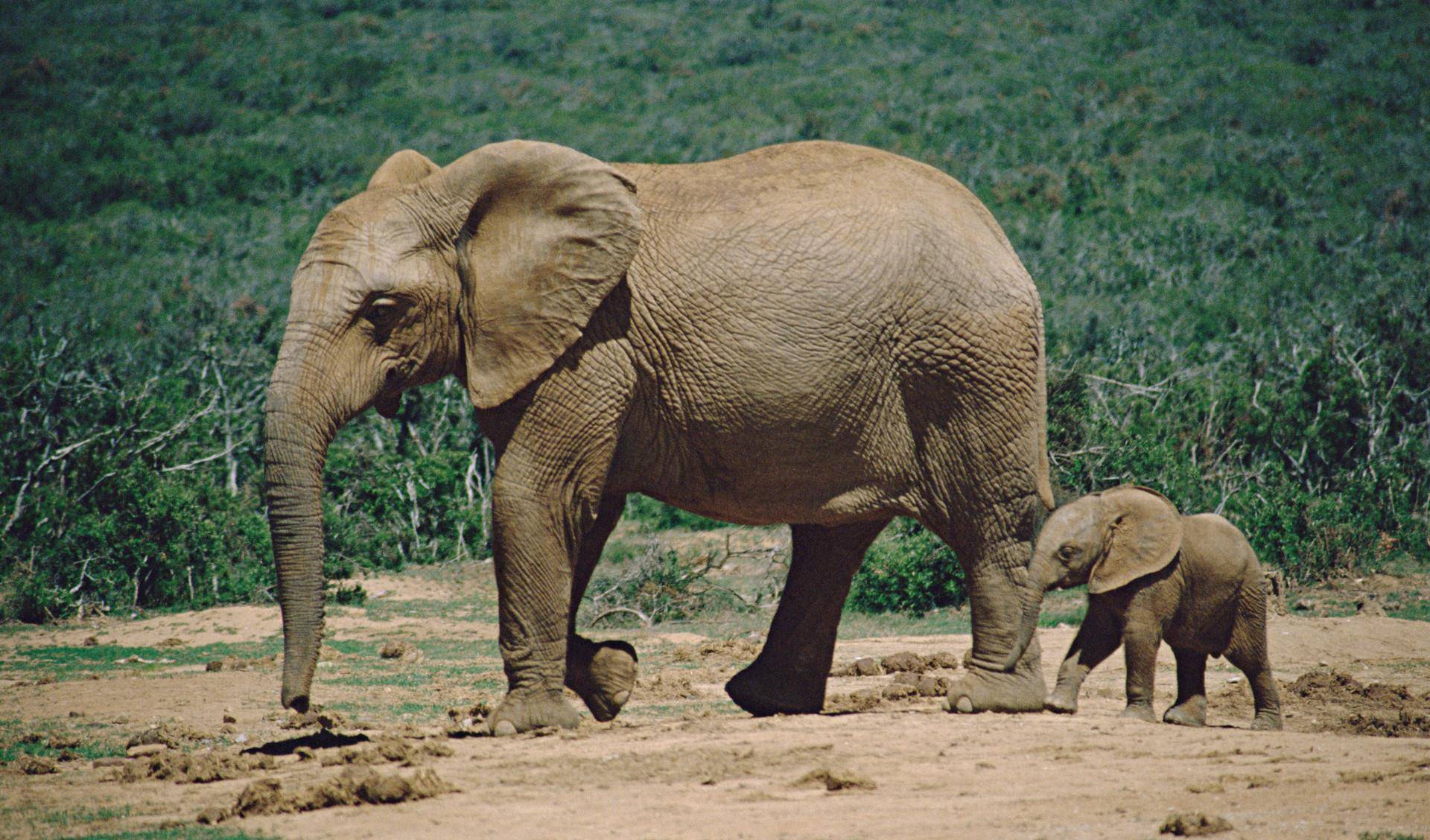 为什么大象群的首领都是雌性?雄象主要负责什么,只是繁殖吗?